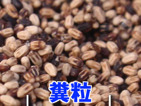 アメリカカンザイシロアリの糞